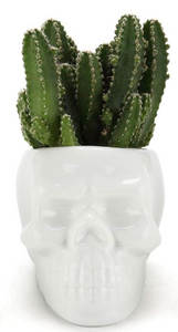 Decorative Pots - 2.5" Skull