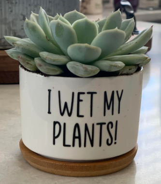 Decorative Pots - Rude Funny Succulent Pot