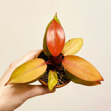 Live Plants - Philodendron