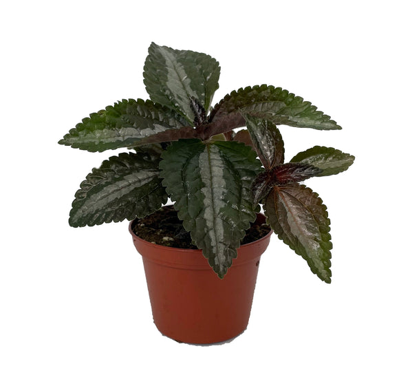 Live Plants - Pilea Spruceana