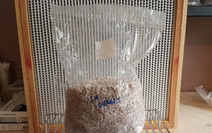 Mushroom Grow Bags - 15x32 CM - IncrediGrow,