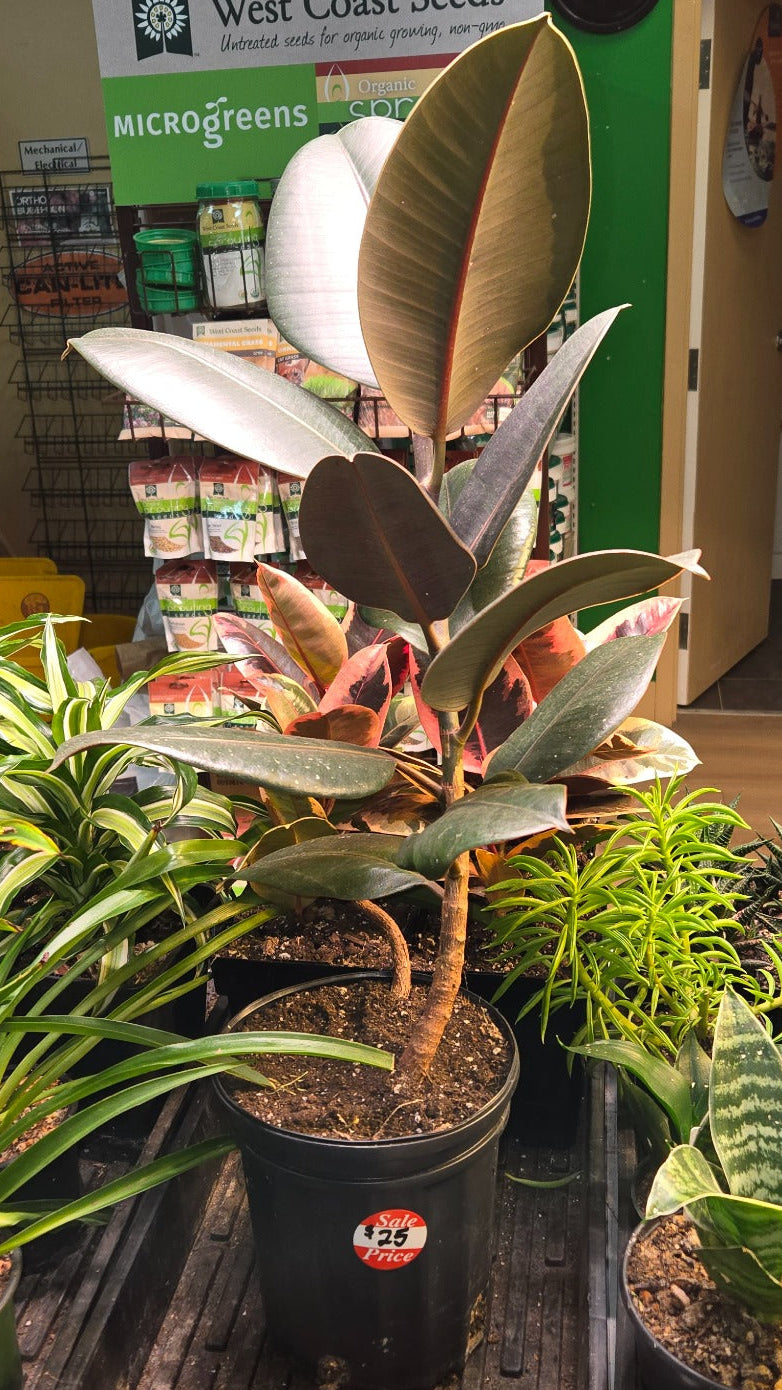 rubber tree live plant Live Plants: Ficus Elastica Rubber Tree – IncrediGrow Garden Centre
