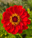 A close-up of a bright red zinnia flower with a yellow-orange center, set against a soft-focus green garden background.