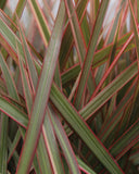 Live Plants - Madagascar Dragon Tree (Draecana)