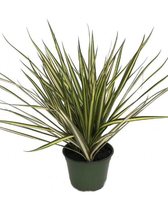 Live Plants - Dracena Marginata in 6