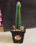 Live Plants - Assorted Cactus