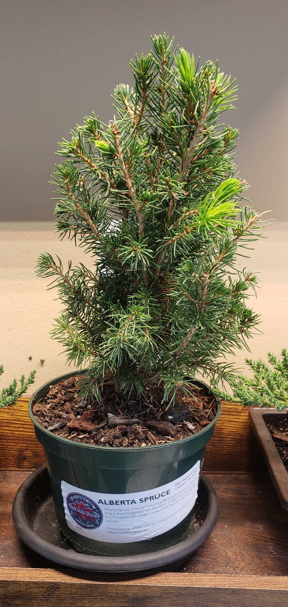 Live Plants: Alberta Dwarf Spruce