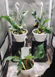 Three of Caleigh's potted staghorn ferns with green fronds, mounted on a metal grid for indoor cultivation.