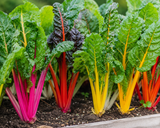 West Coast Seeds - Swiss Chard - Bright Lights