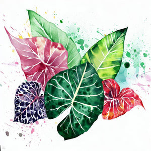 Live Plants - Caladium