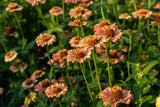 West Coast Seeds - Zinnia - Zinderella Peach