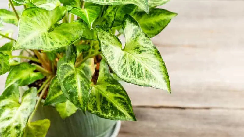 棘.PLANTS 棘.PLANTS 棘.PLANTS Image of Z plant-XK741115-Picxy