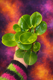 Live Plants: Peperomia Obtusifolia
