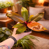 Live Plants - Philodendron Prince of Orange