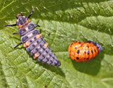 AVAILABLE FOR 2025! Ladybugs