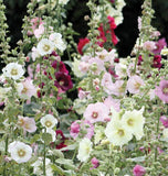 West Coast Seeds - Hollyhocks - Indian Spring - FL2703