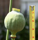 POPPIES - Giganthemum - Papaver somniferum. Hardy annual. - West Coast Seeds