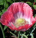 West Coast Seeds - POPPIES - Giganthemum - Papaver somniferum. Hardy annual.