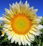 West Coast Seeds - Sunflower - Procut White Lite - FL4050