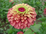West Coast Seeds - Zinnia - Queeny Lime Red - FL4077