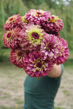 West Coast Seeds - Zinnia - Queeny Lime Red - FL4077