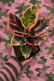 Live Plants: Ficus Elastica