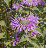 West Coast Seeds - Wild Bergamot