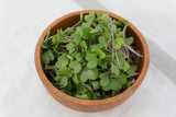 West Coast Seeds - Microgreens -  Kohlrabi