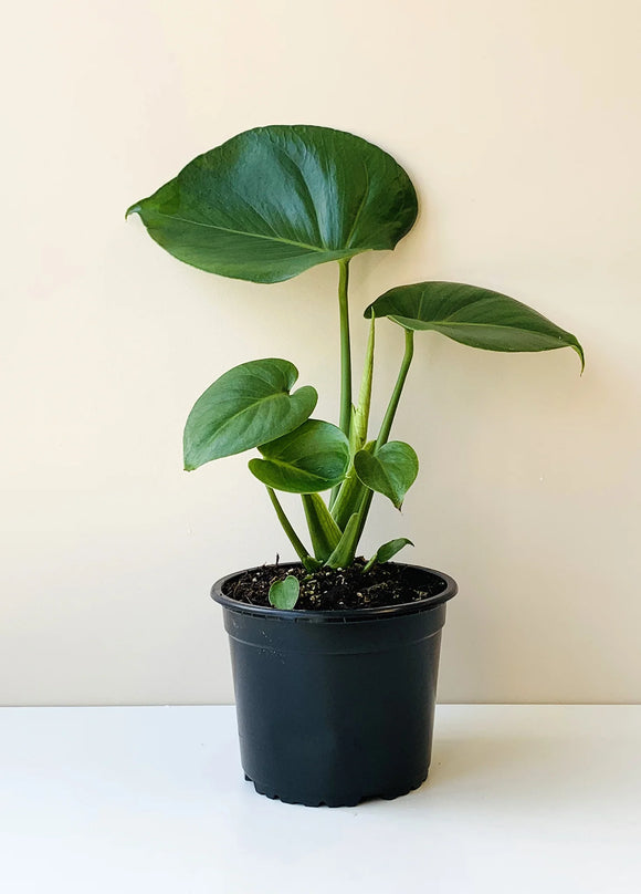 Live Plants - Young Monstera Deliciosa