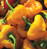 West Coast Seeds - Pepper - Scotch Bonnet (45 seeds)
