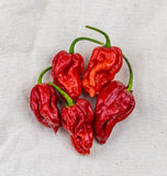West Coast Seeds - Pepper - Trinidad Moruga Scorpion (10 Seeds)