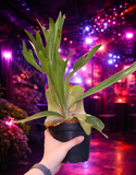 Live Plants - Staghorn Fern