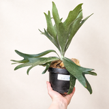 Live Plants - Staghorn Fern