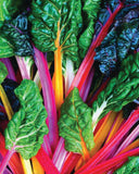 West Coast Seeds - Swiss Chard - Bright Lights