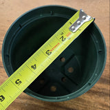 Green Azalea Pots