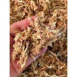 A person's hand holding a clump of brownish Sphagnum moss, also known as peat moss, with more moss in the background.