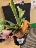 Person holding a potted plant with a price tag in the background