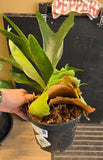 Potted plant with a visible label held by Caleigh's hand against a black background.