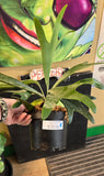 Potted plant with a price tag held by a hand in front of a colourful background