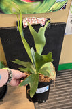 Person holding a potted plant with a black background and visible price tag.