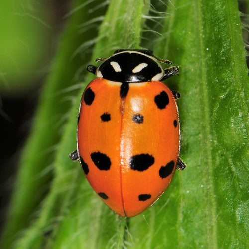 Ladybugs!
