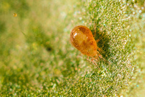 A close-up image of a single predatory mite, Neoseiulus californicus, on a leaf surface.