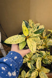 Live Plants: Ficus Elastica Rubber Tree