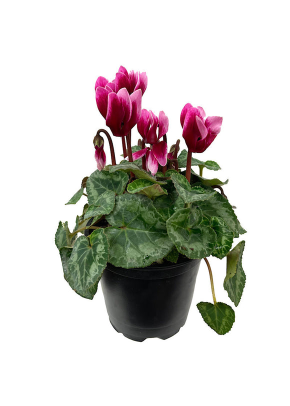 Live Plants - Cyclamen