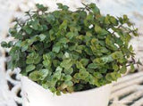 Live Plants - Tradescantia / Callisia repens / Wandering Dude