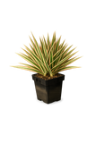 Potted plant with yellow and green leaves on a white background