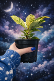 Hand holding a potted plant against a cosmic background