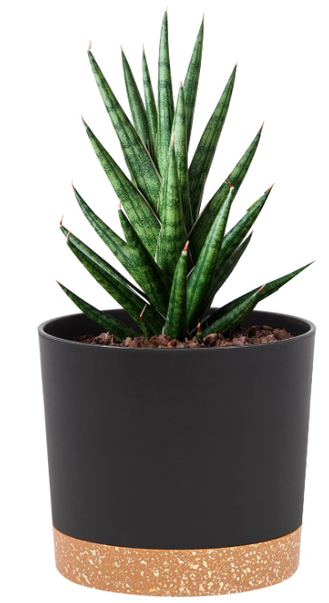 Decorative Pots - Modern 5