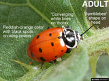 AVAILABLE FOR 2025! Ladybugs