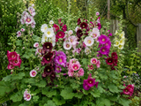 Bouquet of pink, white, and purple flowers with green leaves in a garden setting.
